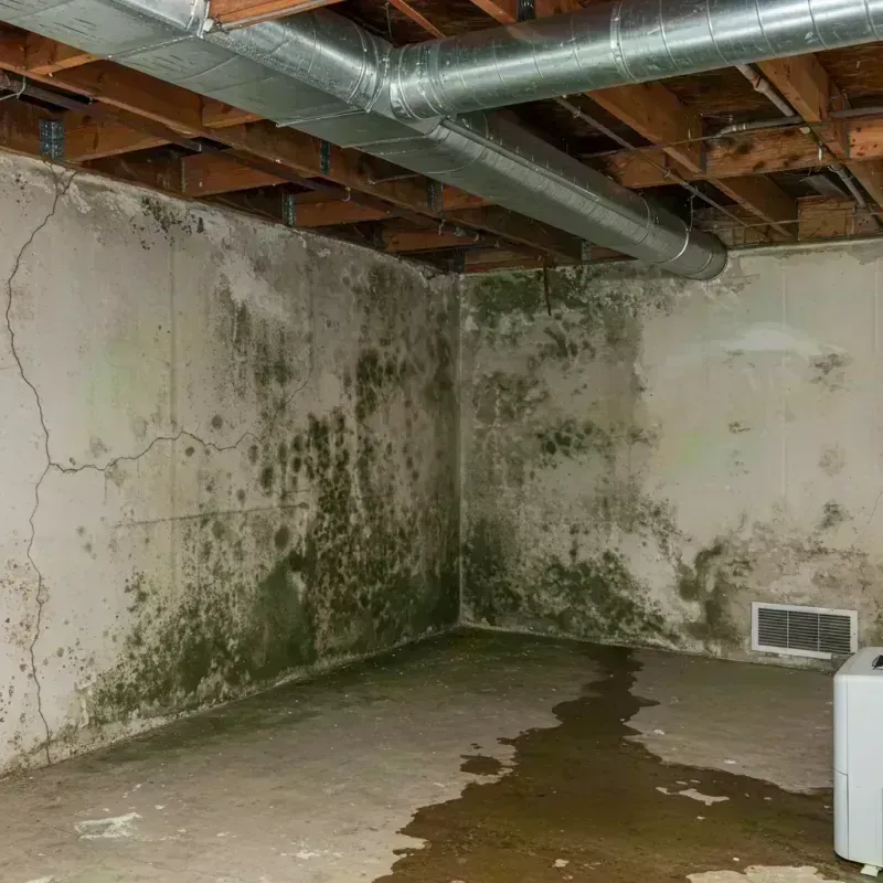 Professional Mold Removal in Four Seasons, MO